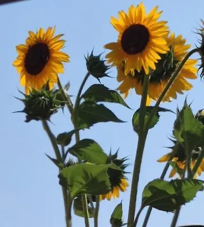 Bed and breakfast Stanze Di Campagna Taviano (Lecce)