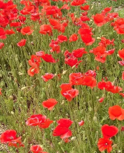 Nocleg ze śniadaniem Stanze Di Campagna