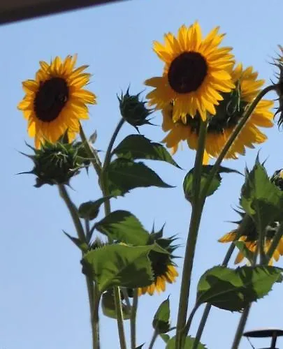 Nocleg ze śniadaniem Stanze Di Campagna Taviano (Lecce)