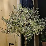 Stanze Di Campagna Oda ve Kahvaltı Taviano (Lecce)