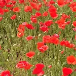 Oda ve Kahvaltı Stanze Di Campagna