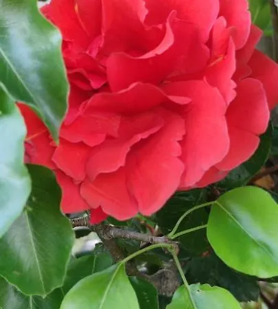 Oda ve Kahvaltı Stanze Di Campagna Taviano (Lecce)