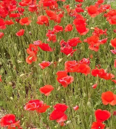 Oda ve Kahvaltı Stanze Di Campagna