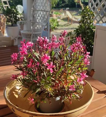 Stanze Di Campagna فندق مبيت وإفطار *