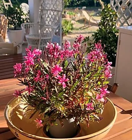 Bed & Breakfast Stanze Di Campagna Taviano (Lecce)