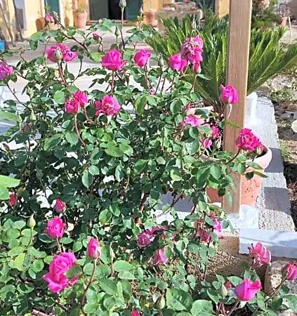 Stanze Di Campagna Bed & Breakfast 3*