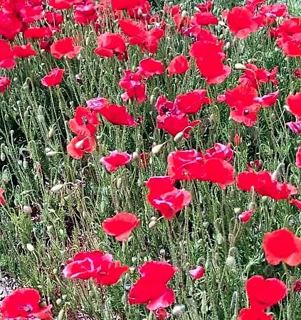 Panzió Stanze Di Campagna